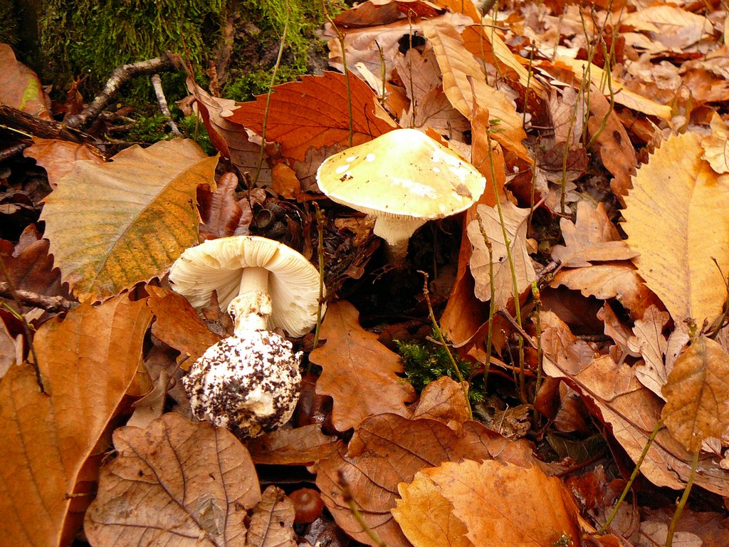 Amanites phalloïdes 001